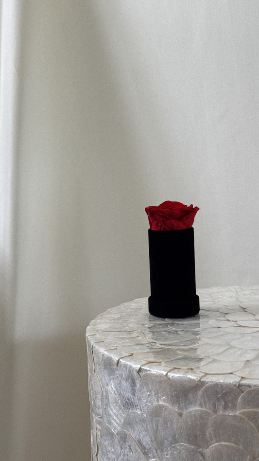 Round Velvet 1 Rose