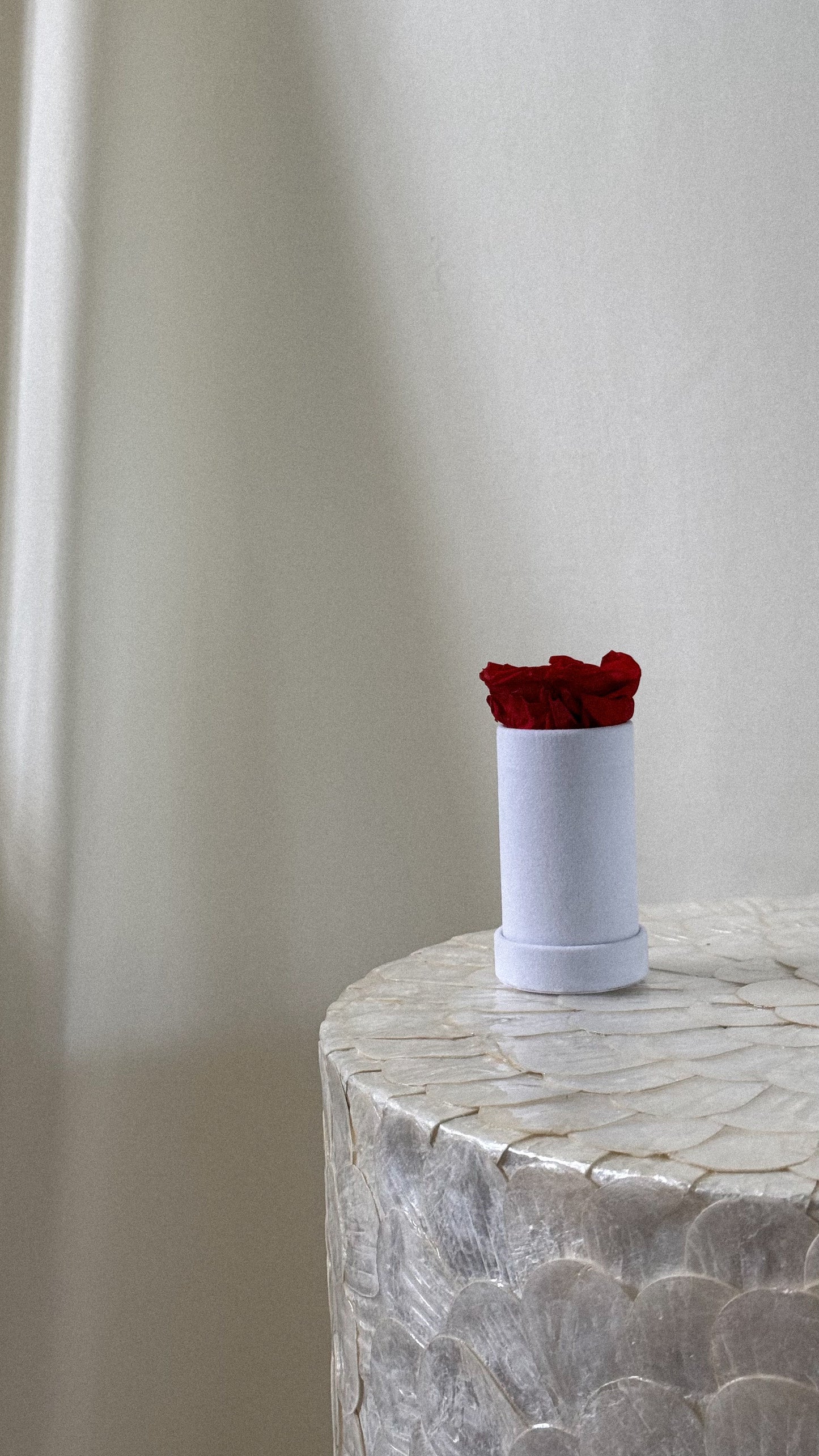 Round Velvet 1 Rose