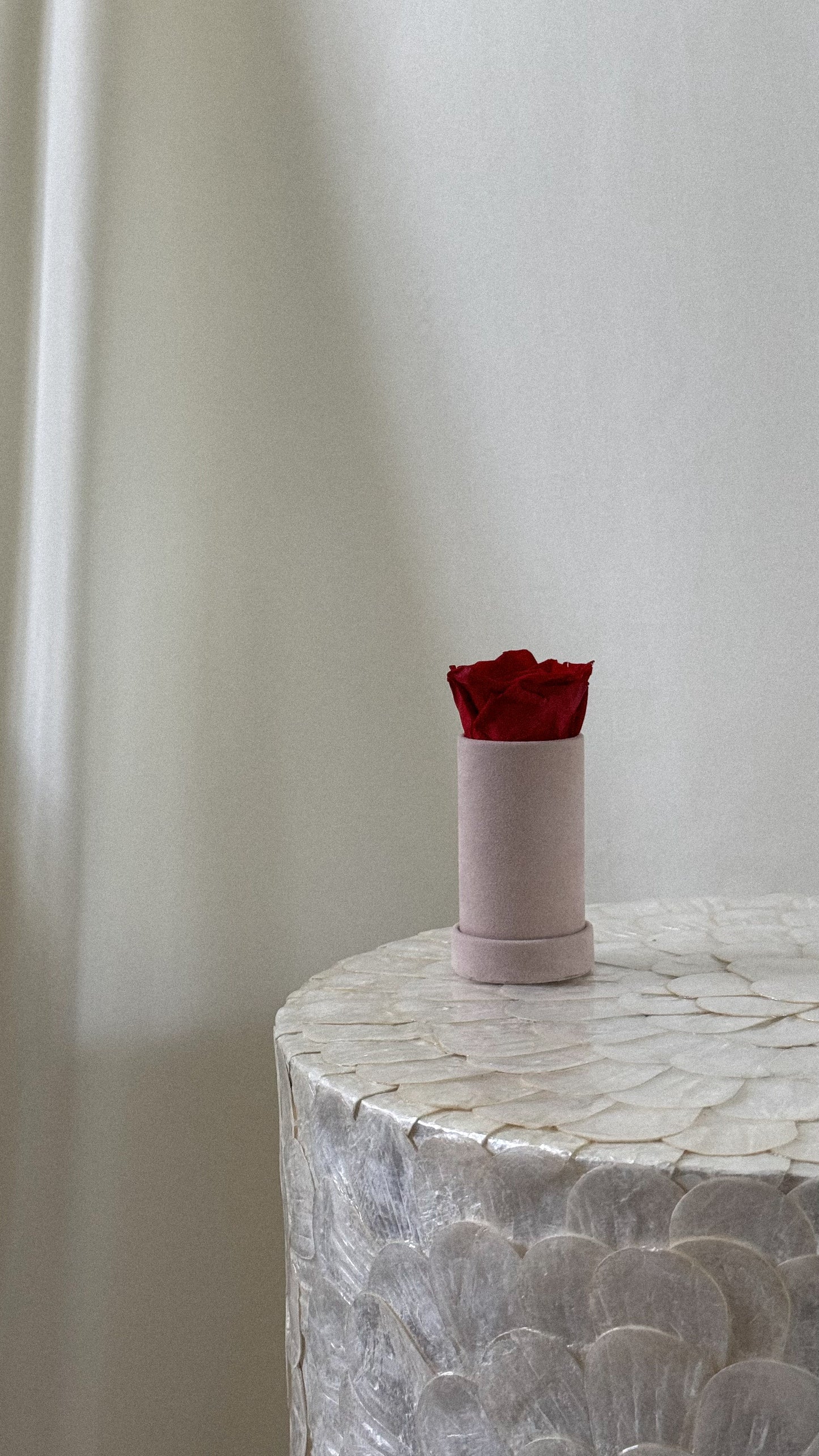Round Velvet 1 Rose