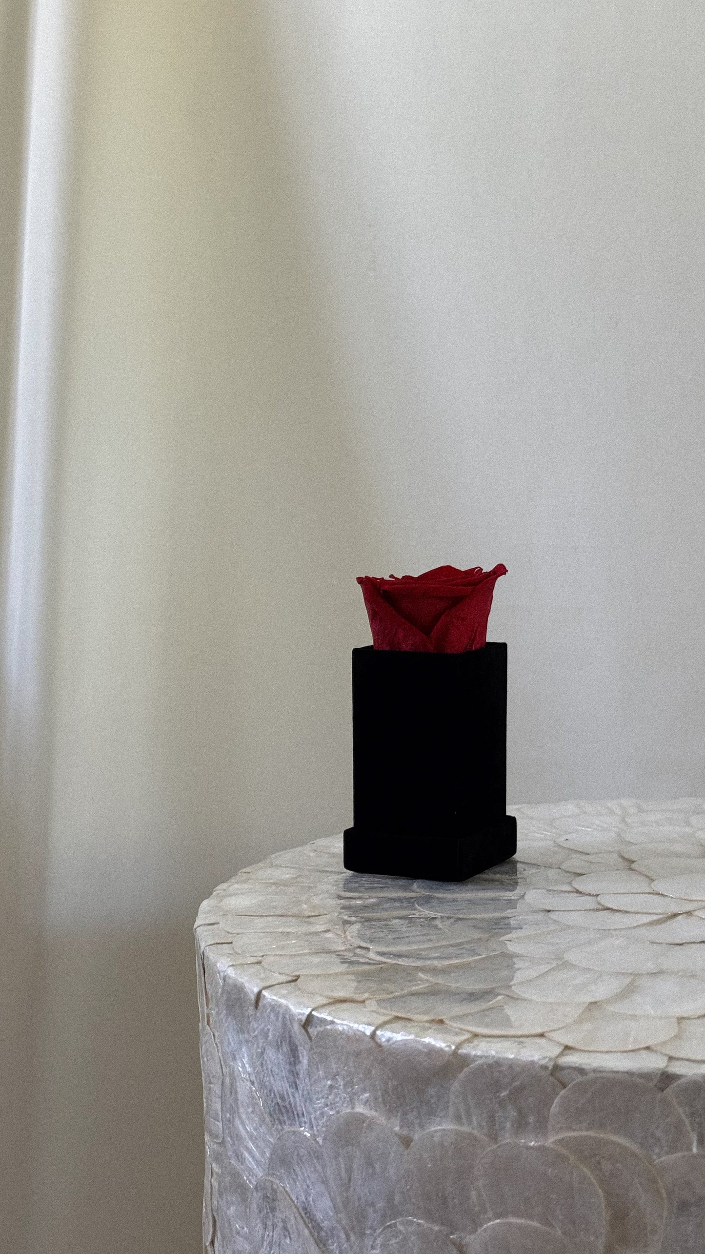 Square Velvet 1 Rose