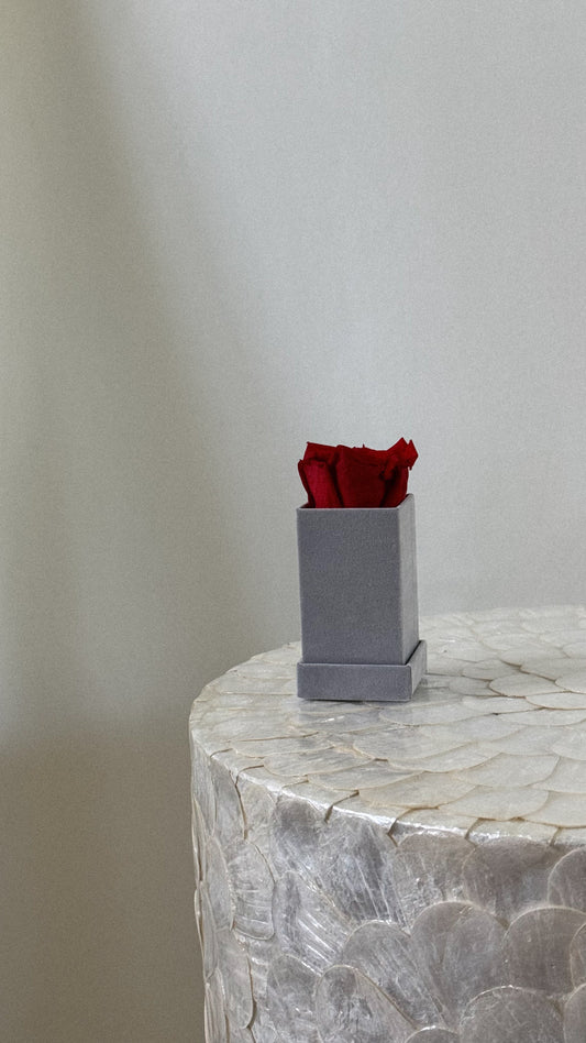 Square Velvet 1 Rose