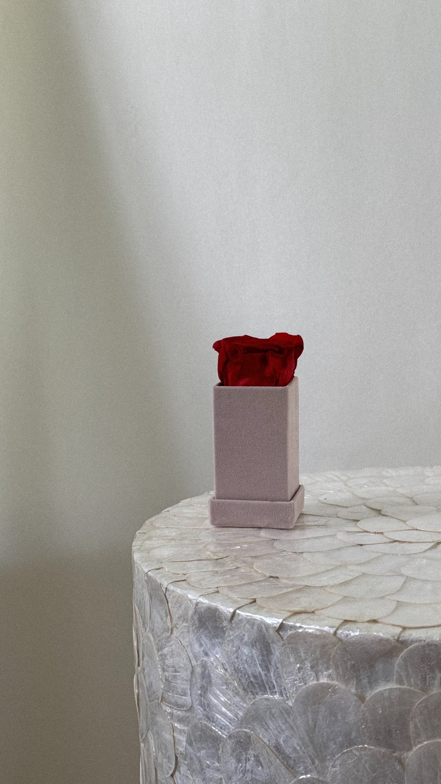 Square Velvet 1 Rose