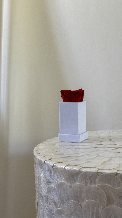 Square Velvet 1 Rose
