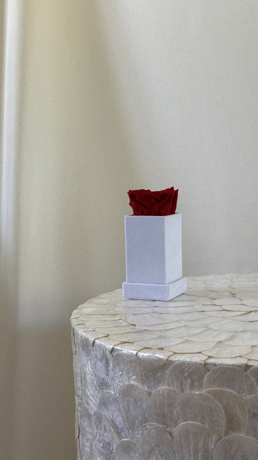 Square Velvet 1 Rose