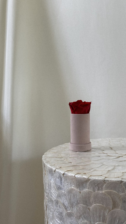 Round Velvet 1 Rose
