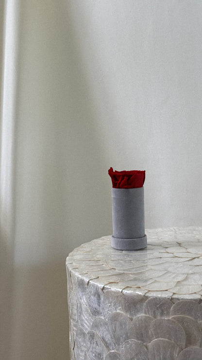 Round Velvet 1 Rose