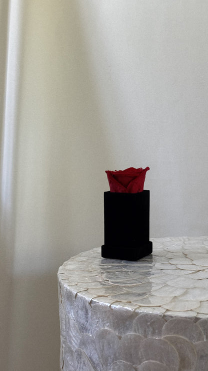 Square Velvet 1 Rose